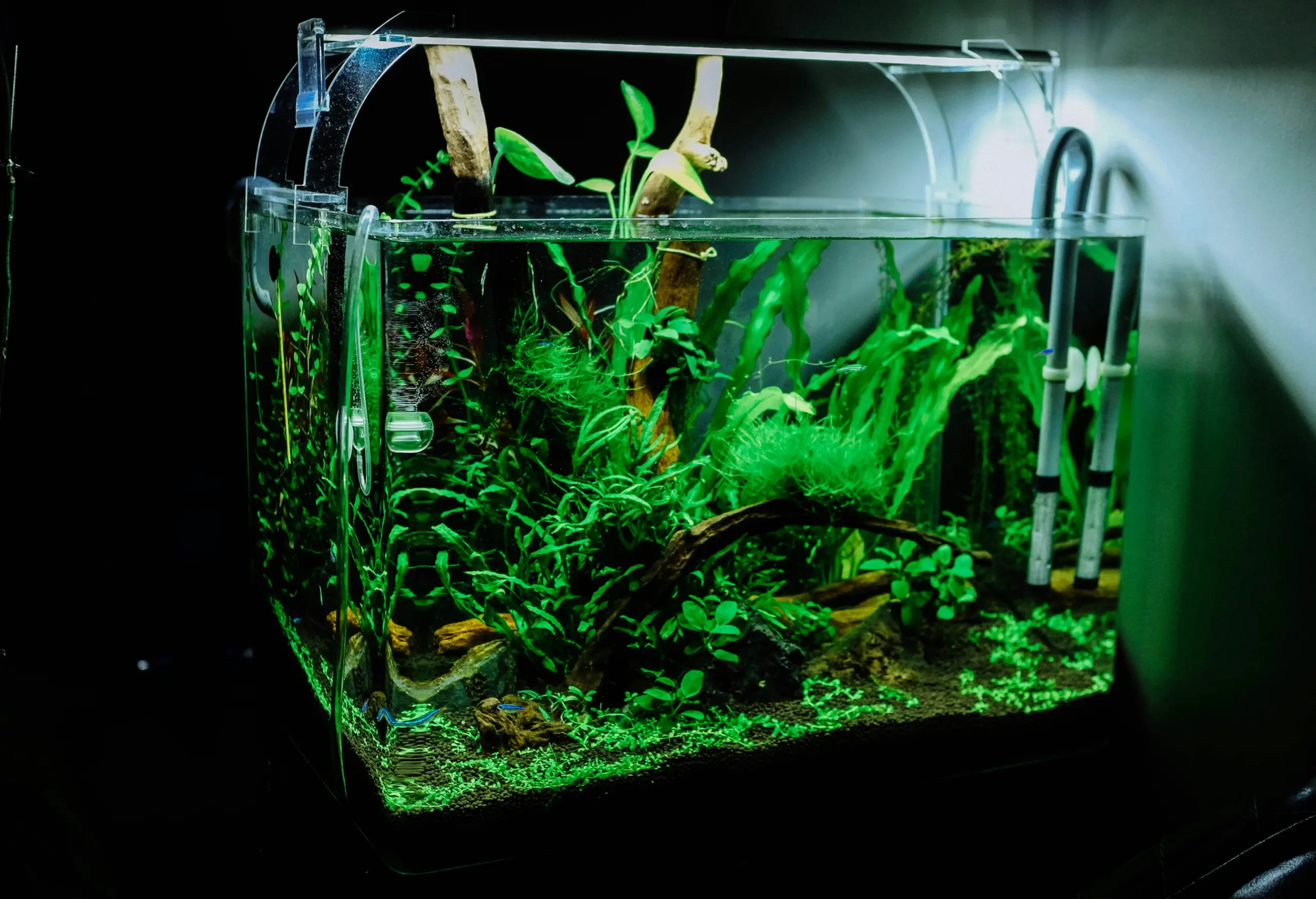 Aquarium mit grünen Pflanzen.